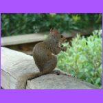 Squirelle 2.jpg